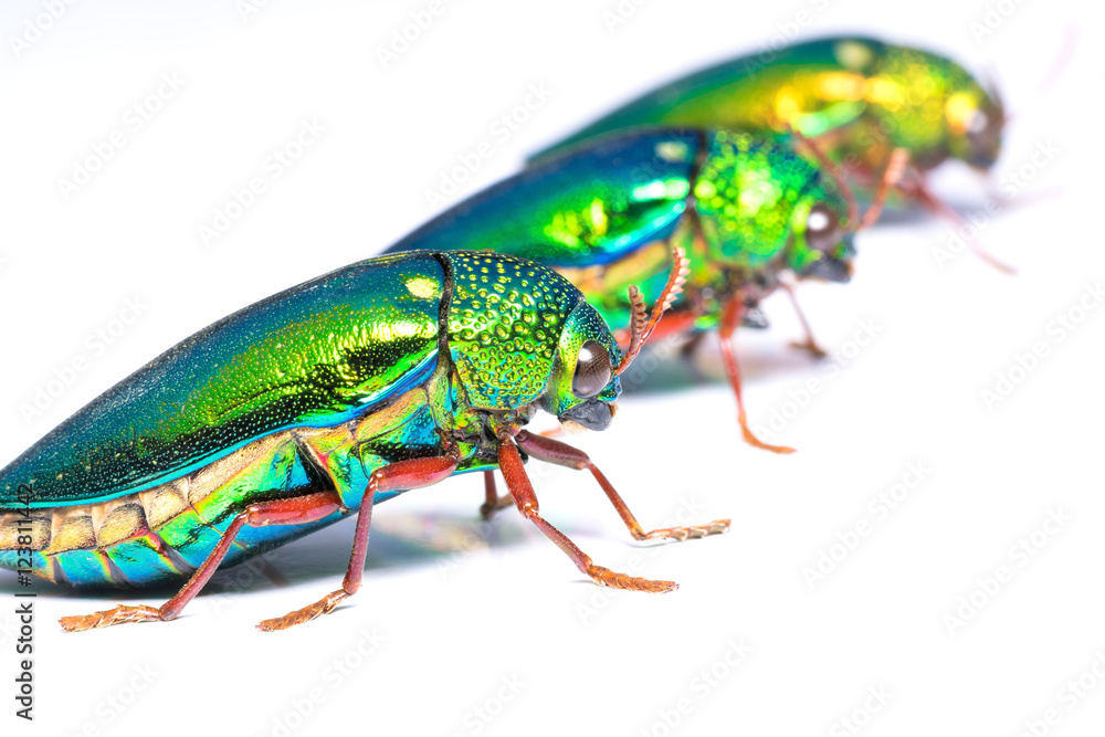 Naklejka premium Close up a group of Jewel beetle (Buprestidae) isolate on background. The larger and more spectacularly colored jewel beetles are highly prized by insect collectors.