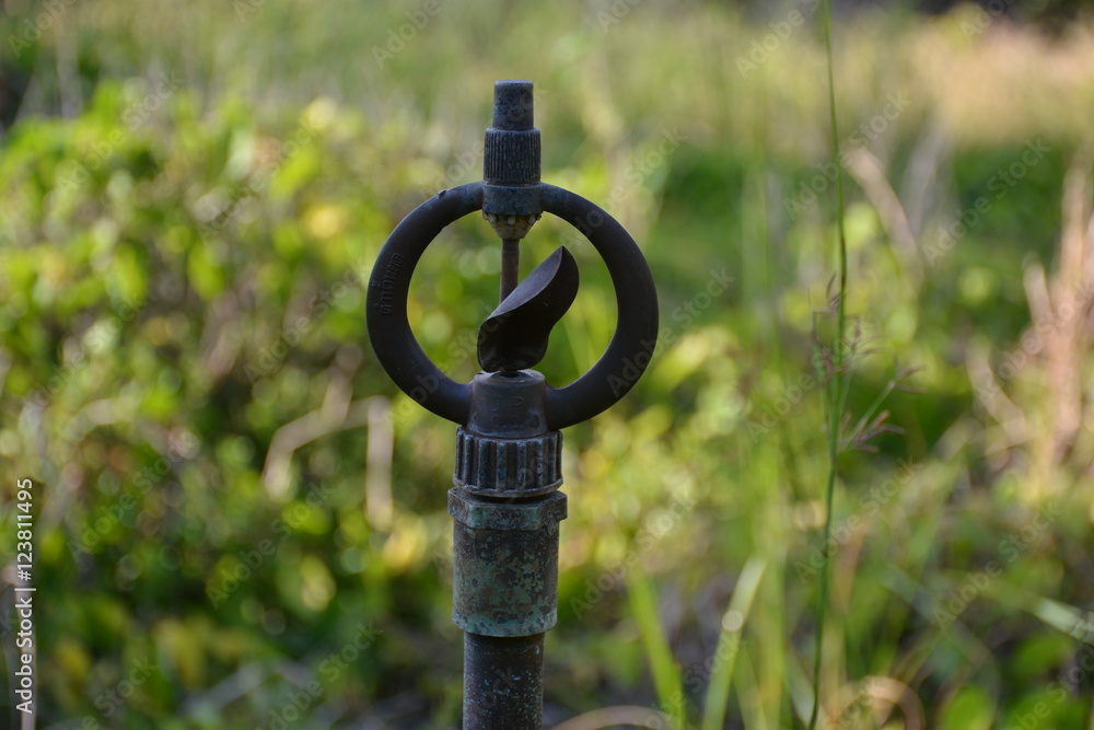 Obraz premium old springer in garden. 