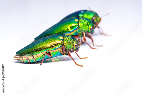 Close up a group of Jewel beetle (Buprestidae) isolate on background. The larger and more spectacularly colored jewel beetles are highly prized by insect collectors. 
