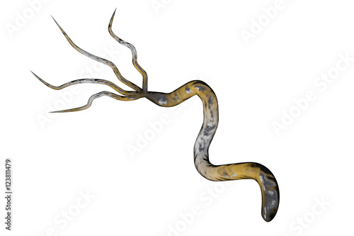 3D illustration of Helicobacter pylori, bacterium which causes gastric and duodenal ulcer isolated on white background