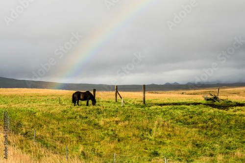 Horse in rainbow