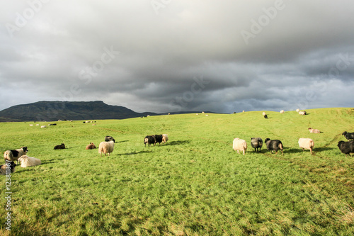 Sheepyard © Tomasz