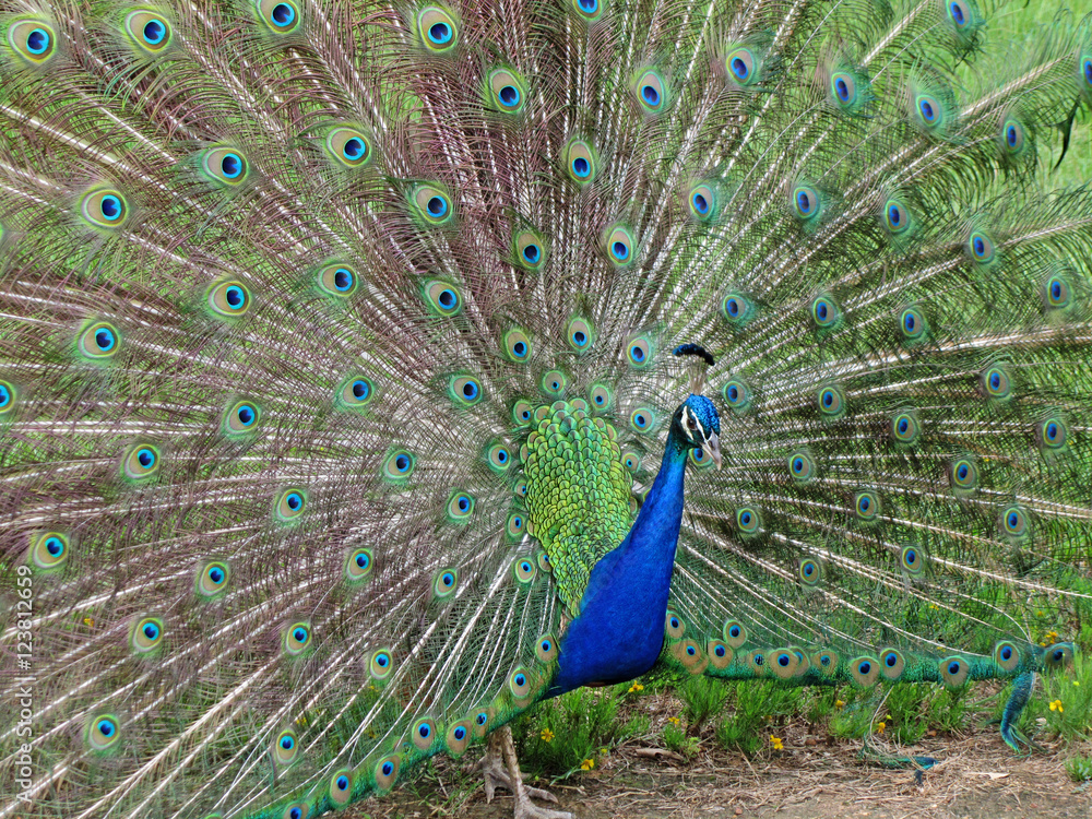 Naklejka premium Full Show