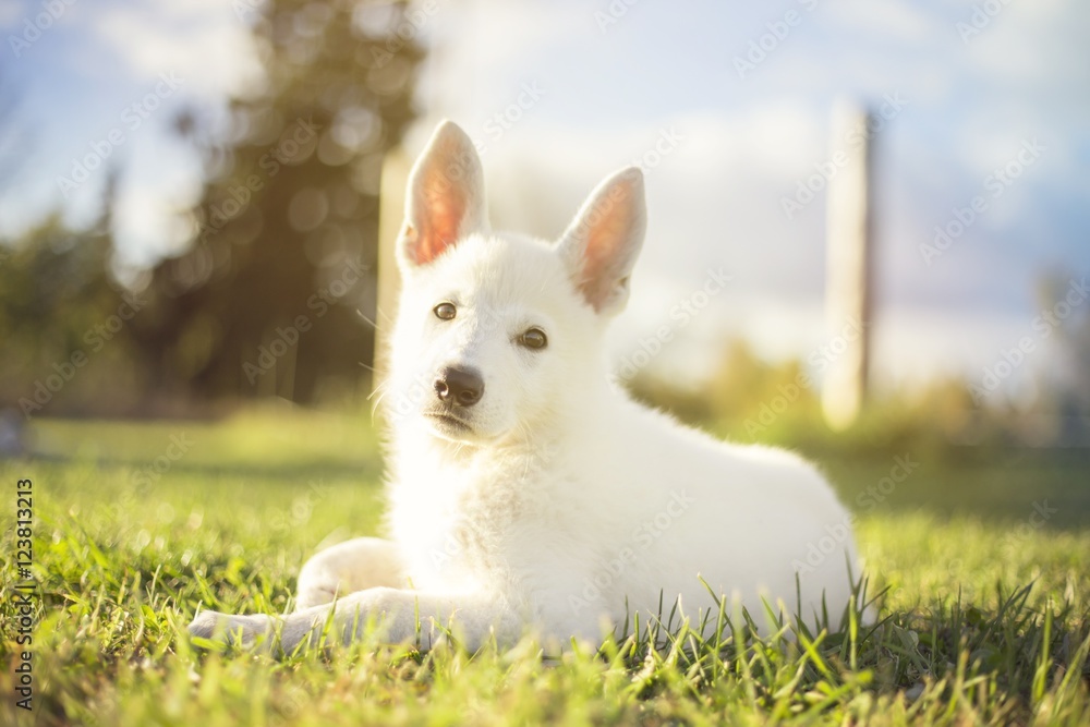 A young and cute white Swiss shepherd dog puppy laying on the grass in a park A young and cute white Swiss shepherd dog puppy laying on the grass in a park