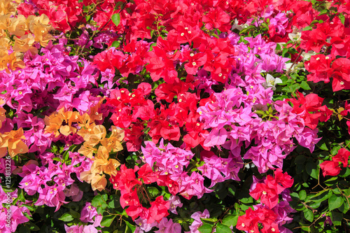 Bougainvillea was first discovered in Brazil.
