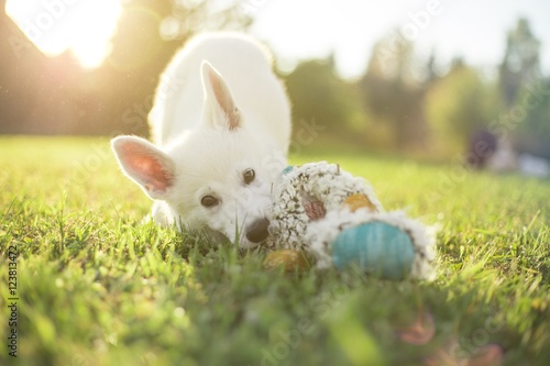 Fototapeta Naklejka Na Ścianę i Meble -  Adorable young white swiss shepherd puppy chewing a toy outdoors on a grass