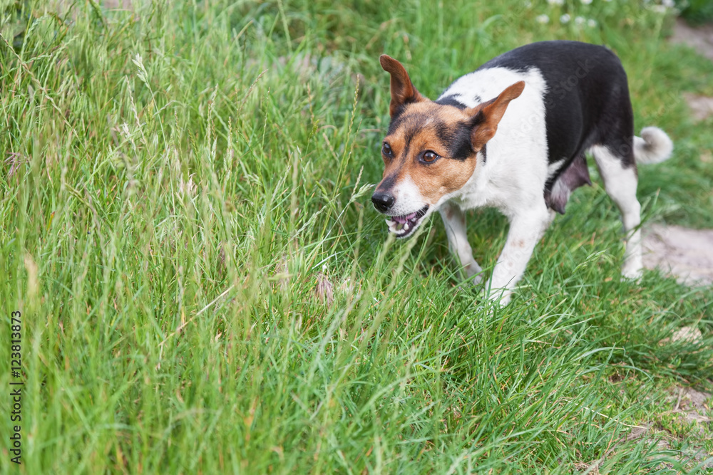 Mongrel dog protects its pups