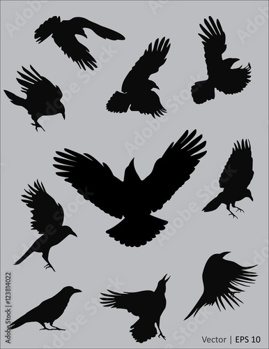 Collection of a black raven silhouettes in action. Vector illustration