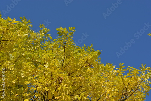 A yellow tree in autumn