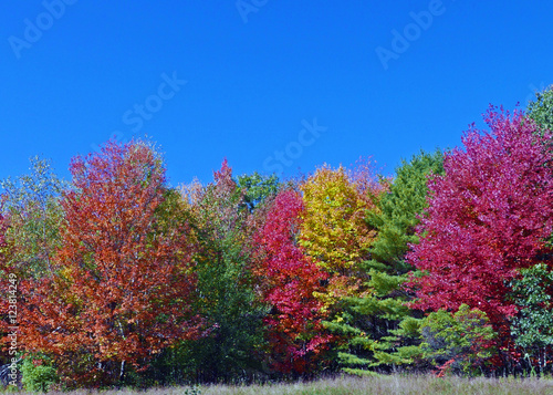 Wallpaper Mural  Colorful trees, Fall Foliage, autumn colors in Maine Torontodigital.ca