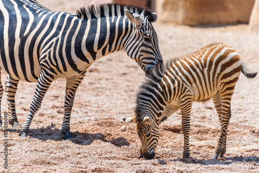 Protective Zebra Mother And Calf In African Savanna Protective Zebra Mother And Calf In African Savanna