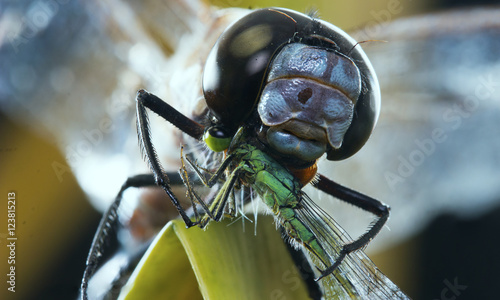 Closeup of dragonfly eating a damselfly