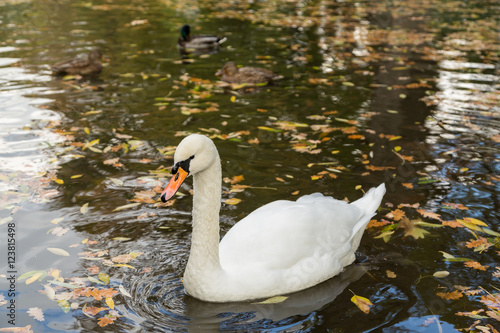 Белый лебедь и утки в пруду городского парка осенью