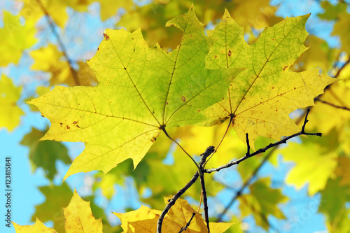 Autumn Maple Leaves Background