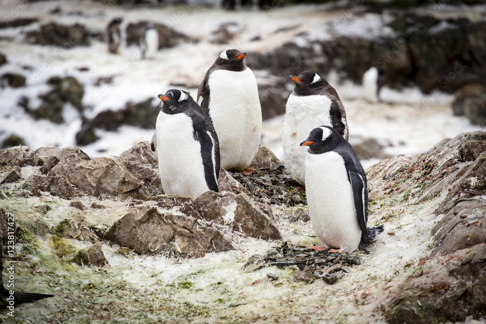 Obraz premium Gentoo penguins