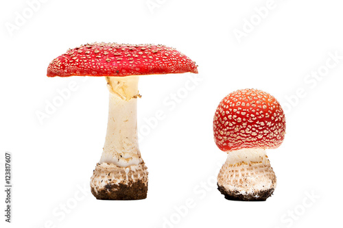 poisonous mushrooms amanita