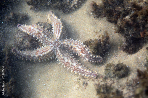 underwater macro - white, red and yellow starfish on the sea bottom
