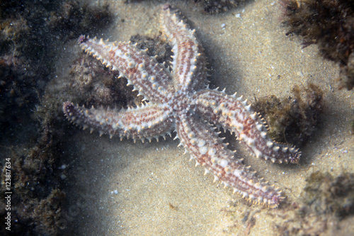 underwater macro - white  red and yellow starfish on the sea bottom