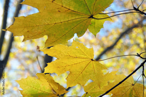 Autumn Maple Leaves Background