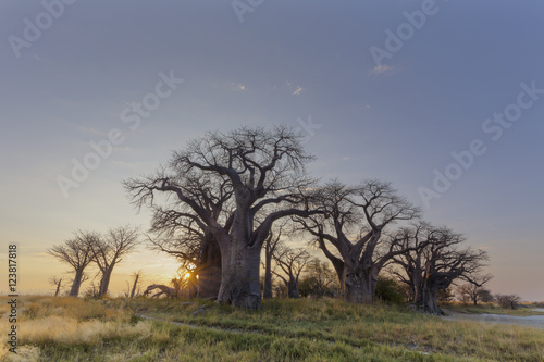 Sunrise at Baines Baobabs