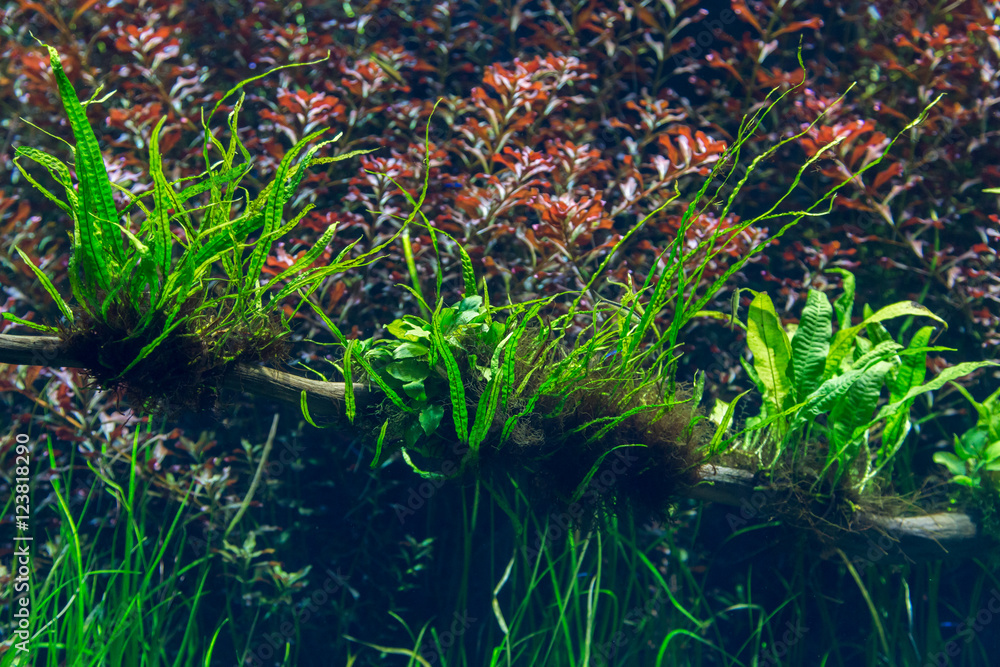 aquarium with water-plant and animals aquarium with water-plant and animals