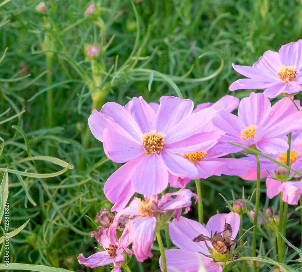 Fototapeta premium Cosmos flower fields in evening time with sun light