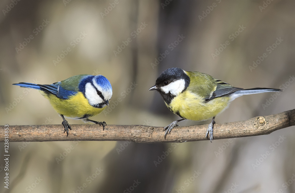 Obraz premium two similar birds titmouse sitting on a branch in the Park