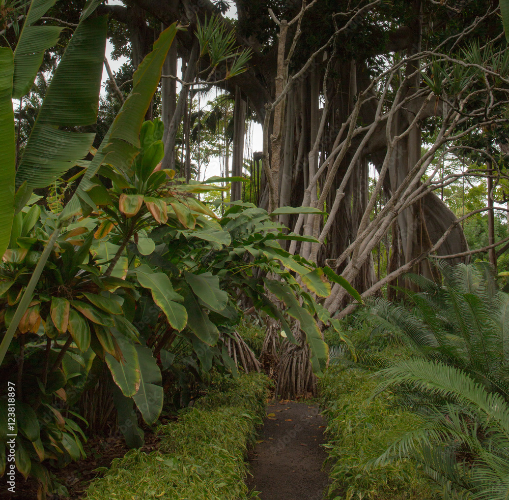 Ogród botaniczny na wyspie Teneryfa