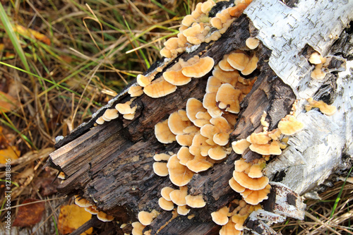 Arboricolous fungi on a birch decaying trunk in the September forest