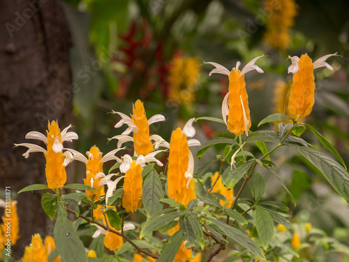 Ogród botaniczny na wyspie Teneryfa