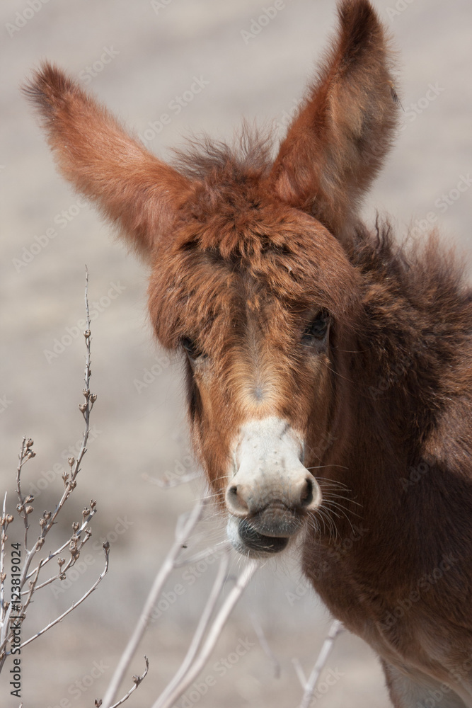 Young donkey Young donkey