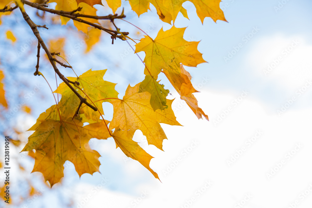 Yellow autumn maple leaves against the blue sky and clouds Yellow autumn maple leaves against the blue sky and clouds