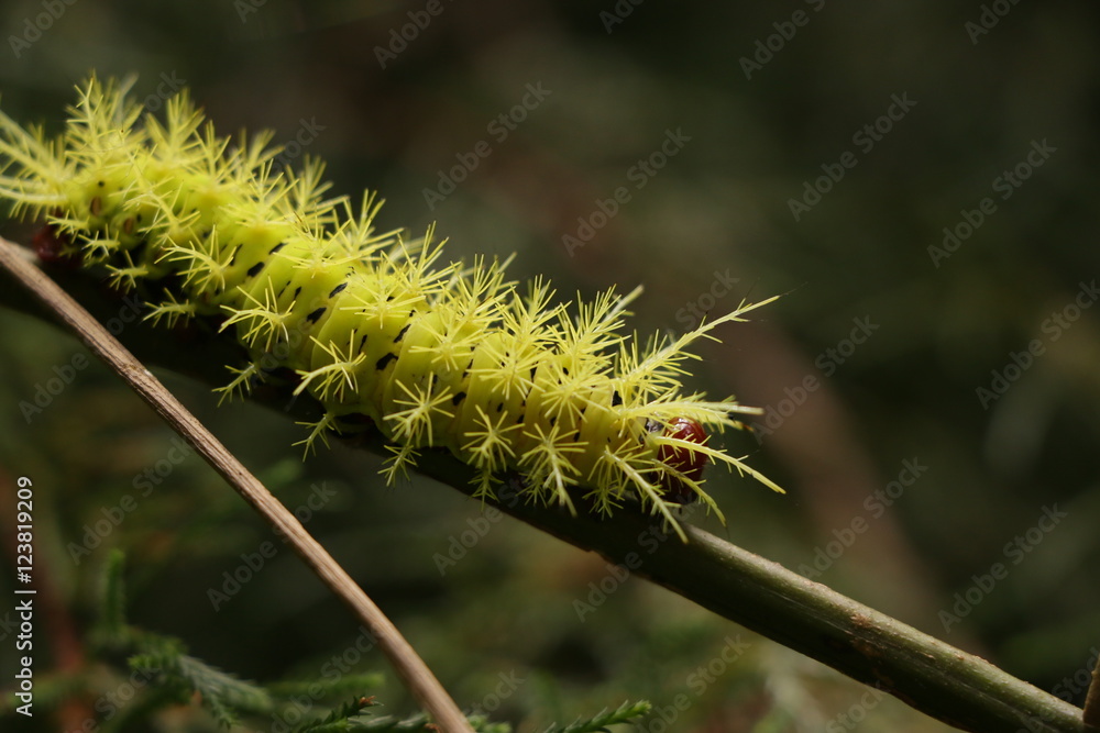 Fototapeta premium Yellow caterpillar looking for food