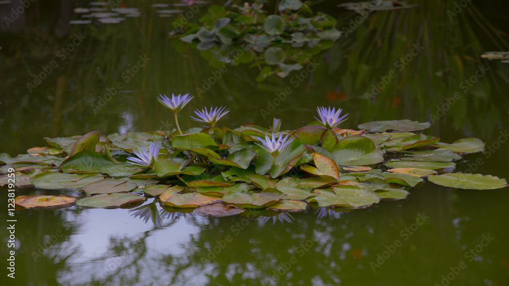 Lilie w ogrodzie botanicznym na wyspie teneryfa