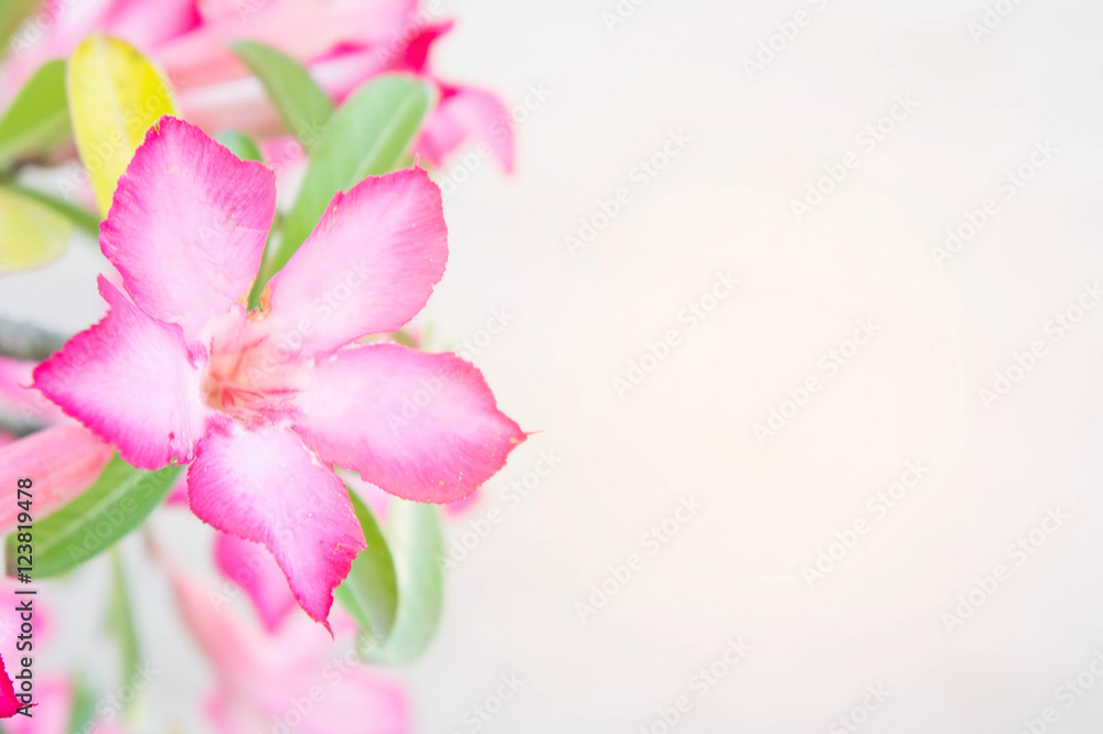 Fototapeta premium Desert Rose; Impala Lily; Mock Azalea flower on background