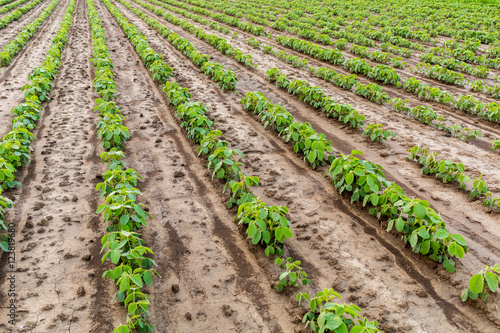 Green soybean field