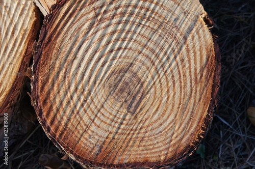 tronc d'arbre coupé