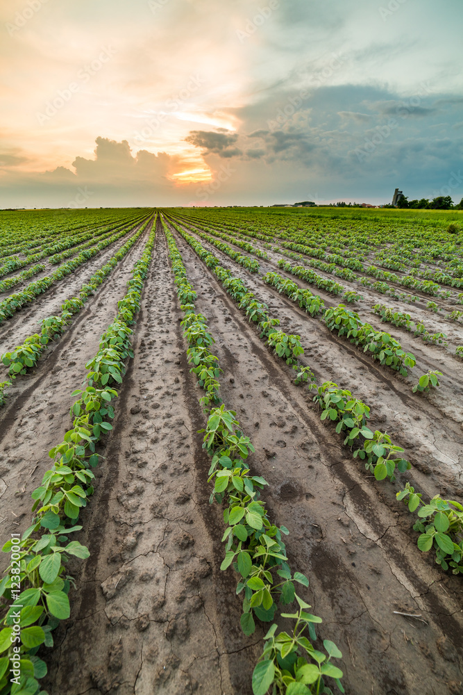 Obraz premium Green soybean field
