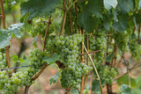 wine-growing
