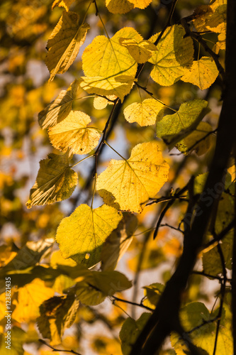 Autumn leaf in the light of the setting sun. Looks like pure gold.