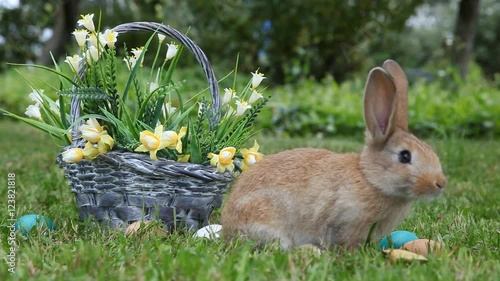 Little rabbit sitting in the basket