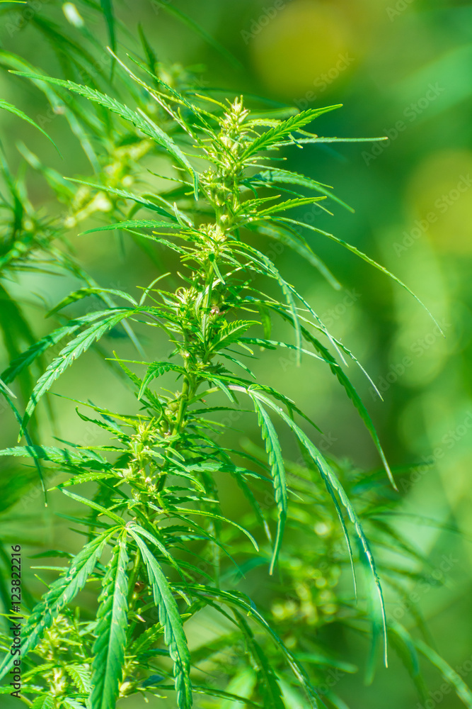 Fototapeta premium Fresh hemp sprouts