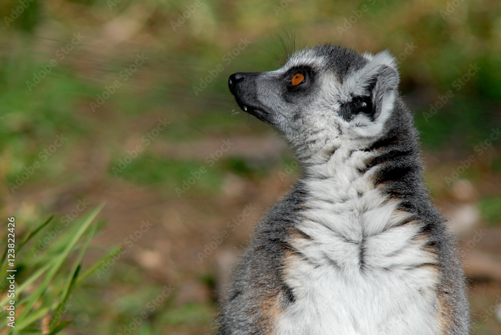 Fototapeta premium Lemur