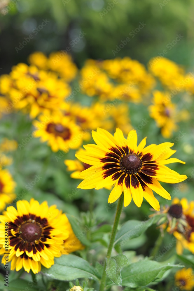 Row of Black Eye Susan Flowers Row of Black Eye Susan Flowers