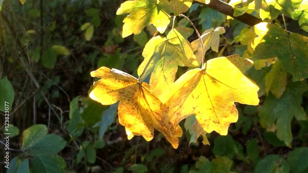 Ahornblätter leuchten in der Herbstsonne Ahornblätter leuchten in der Herbstsonne