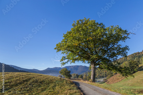 Chêne en automne