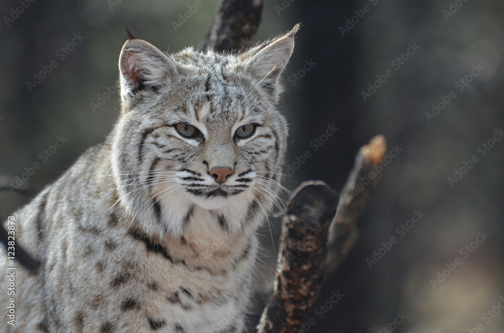 Naklejka premium Face of a Canadian Lynx