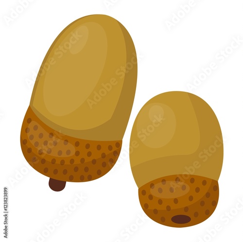 Dried acorns flat vector illustration.