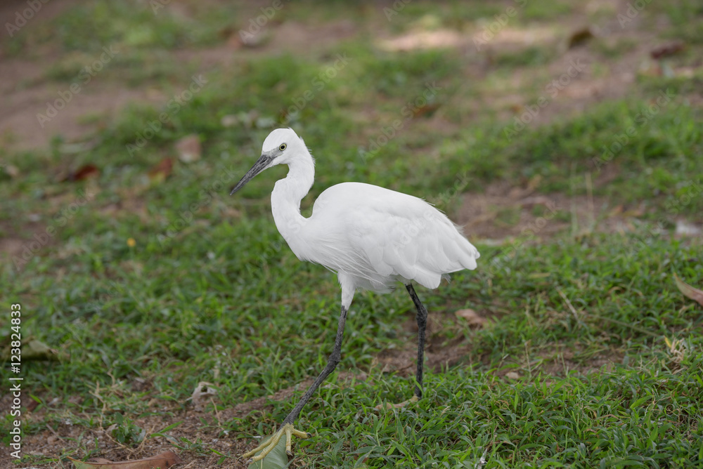 Little white Egret, Egreta garzetta Little white Egret, Egreta garzetta