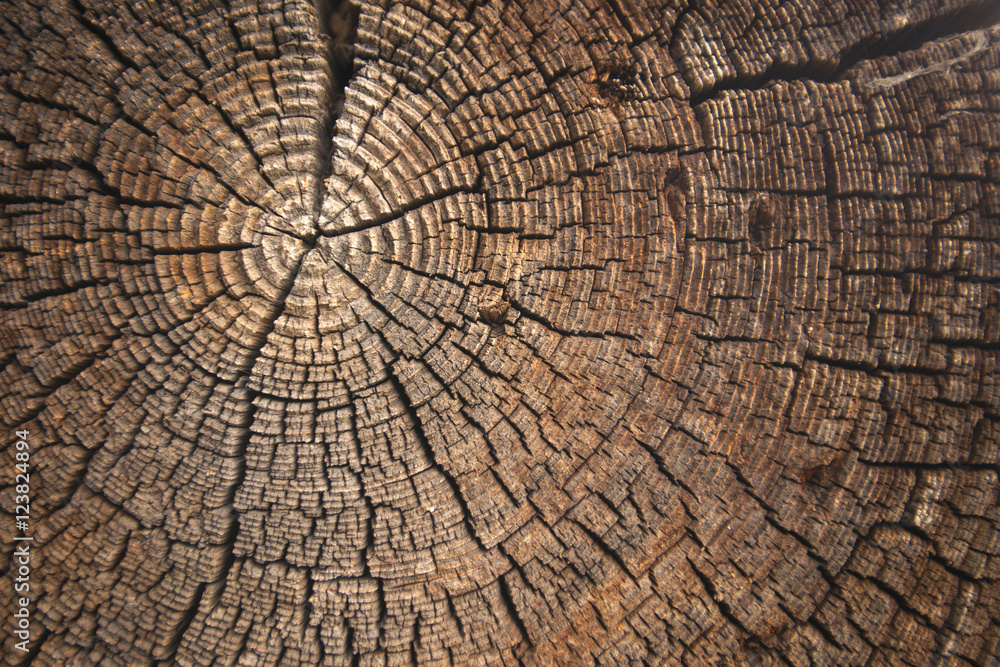 Fototapeta premium texture of dark wood. natural background.